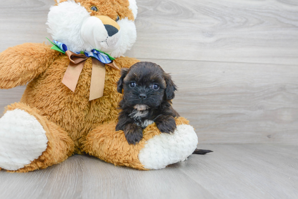 Smart Shih Poo Poodle Mix Pup