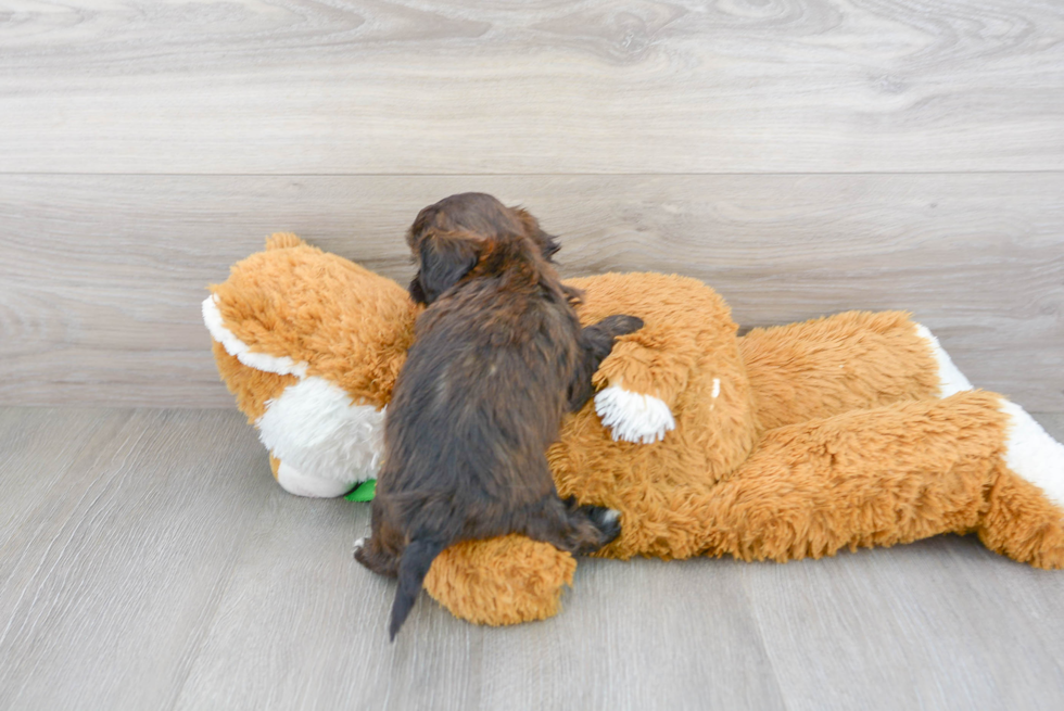 Shih Poo Puppy for Adoption