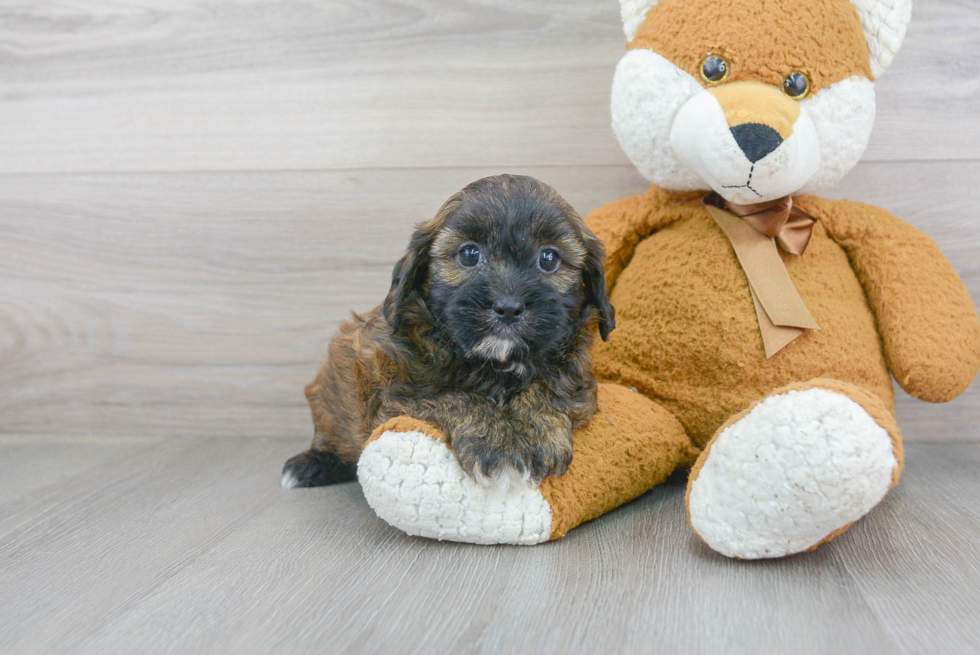 Fluffy Shih Poo Poodle Mix Pup