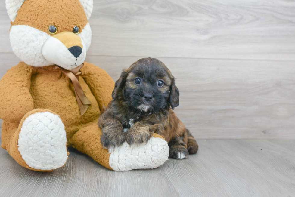 Shih Poo Puppy for Adoption