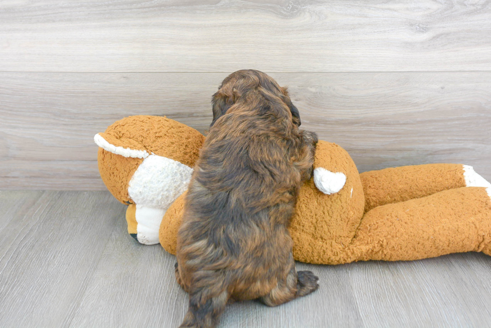 Smart Shih Poo Poodle Mix Pup