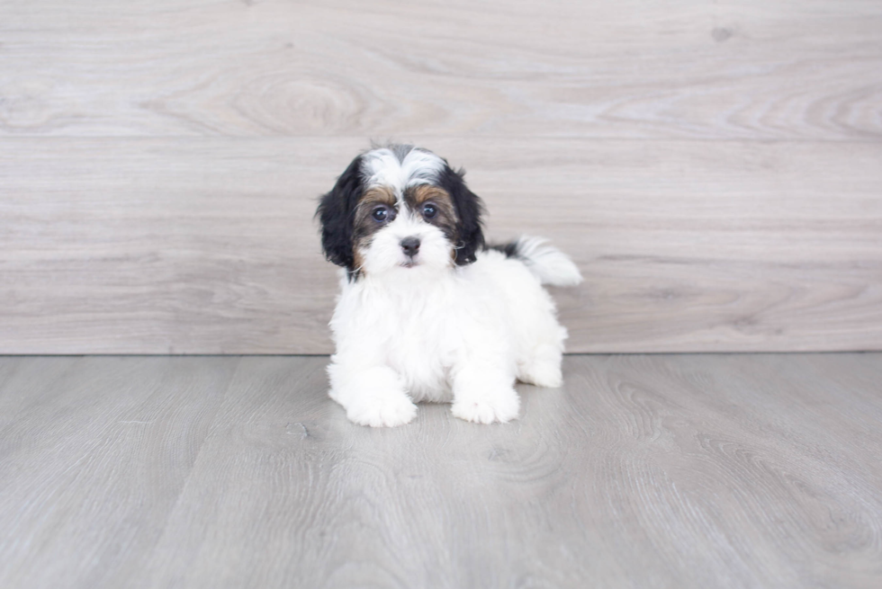 Shih Poo Puppy for Adoption