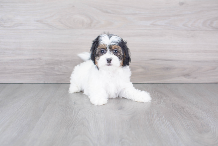 Adorable Shihpoo Poodle Mix Puppy