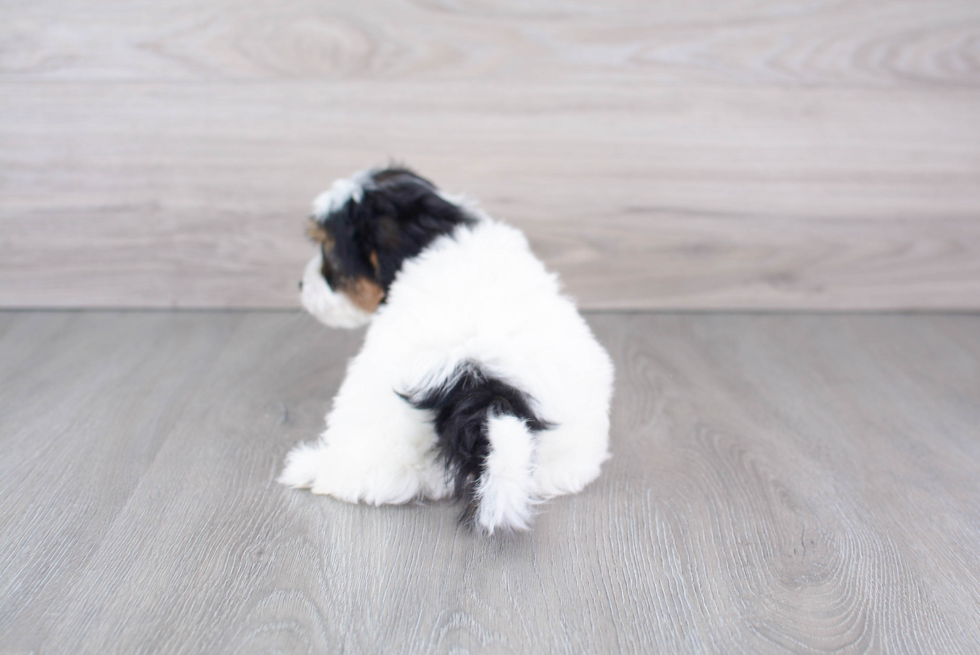 Shih Poo Pup Being Cute