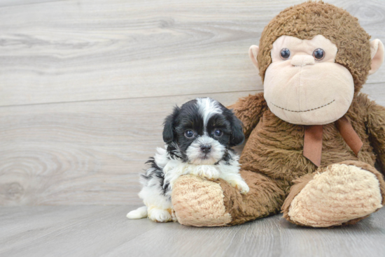 Energetic Shih Poo Poodle Mix Puppy