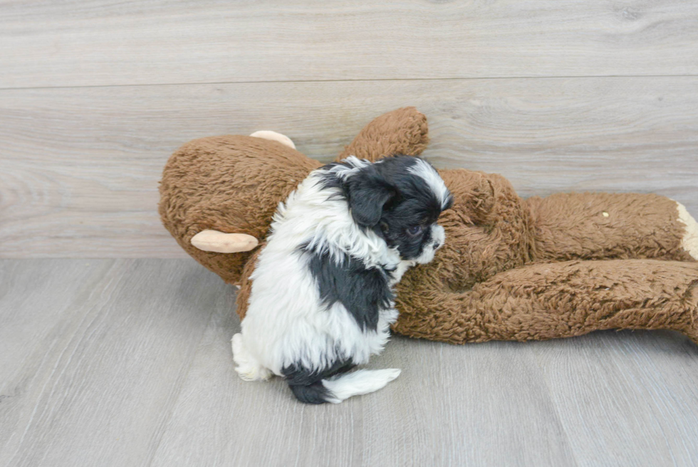 Fluffy Shih Poo Poodle Mix Pup