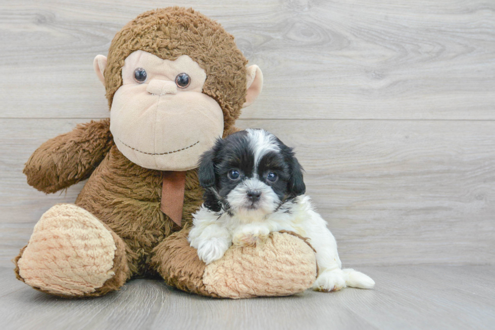 Shih Poo Puppy for Adoption