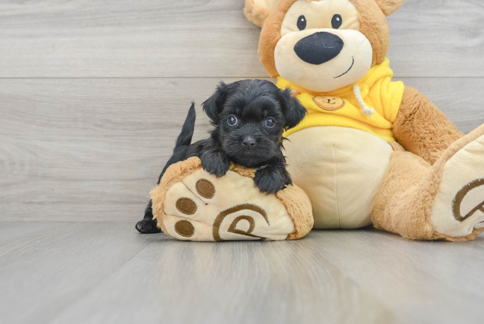 Little Shihpoo Poodle Mix Puppy