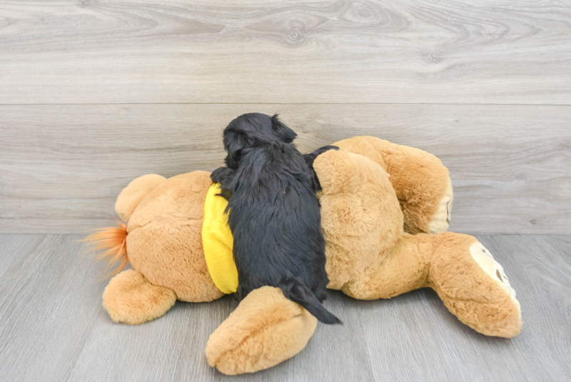 Meet Monica - our Shih Poo Puppy Photo 2/3 - Premier Pups