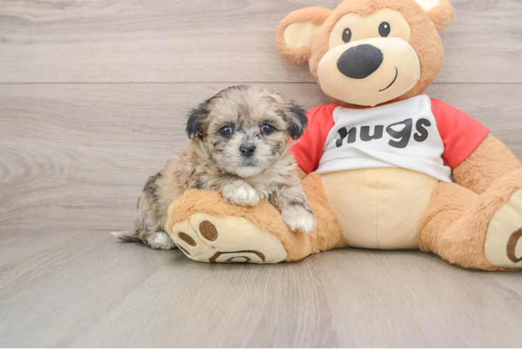 Shih Poo Puppy for Adoption