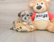 8 week old Shih Poo Puppy For Sale - Premier Pups