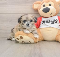 8 week old Shih Poo Puppy For Sale - Premier Pups