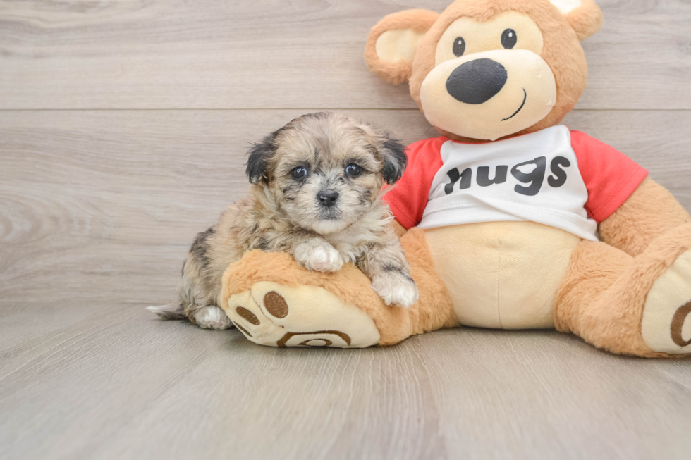 Shih Poo Puppy for Adoption