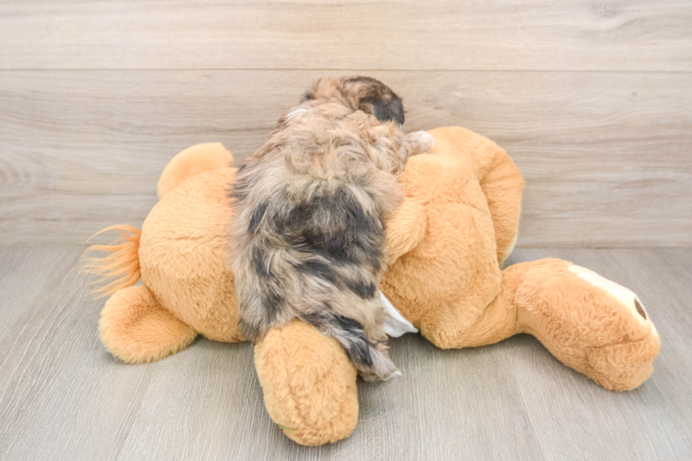 Adorable Shihpoo Poodle Mix Puppy