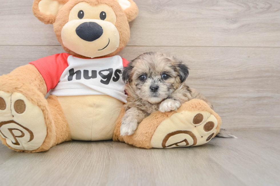 Funny Shih Poo Poodle Mix Pup