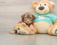 8 week old Shih Poo Puppy For Sale - Premier Pups