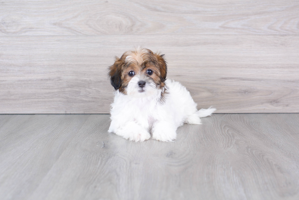 Shih Poo Pup Being Cute