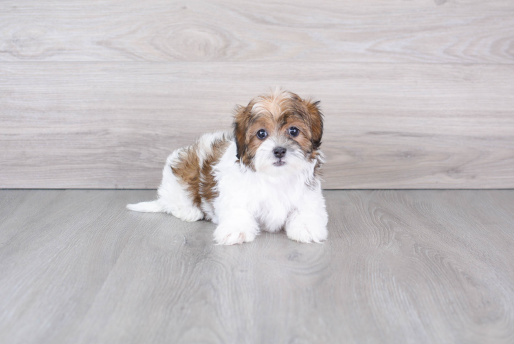 Petite Shih Poo Poodle Mix Pup
