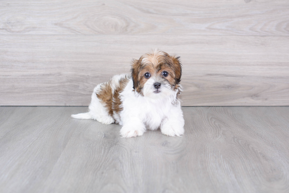 Petite Shih Poo Poodle Mix Pup