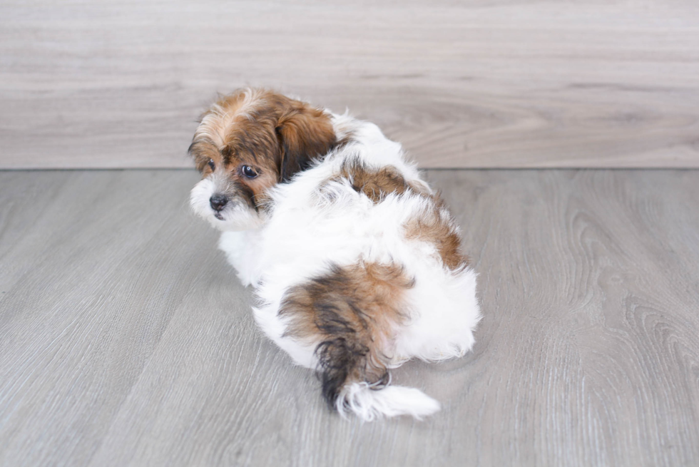 Best Shih Poo Baby