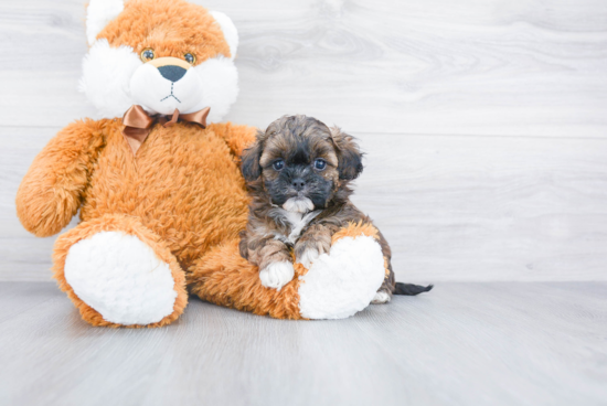 Shih Poo Pup Being Cute