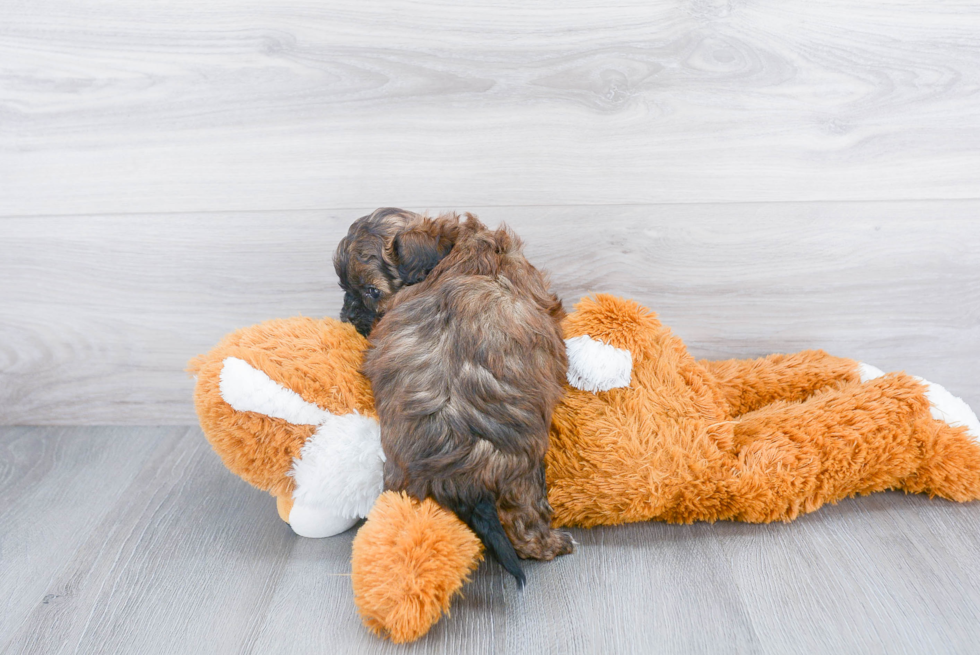 Energetic Shih Poo Poodle Mix Puppy