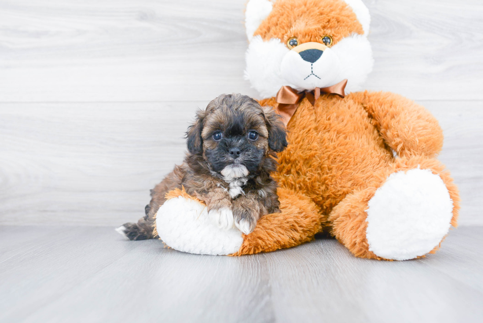 Friendly Shih Poo Baby