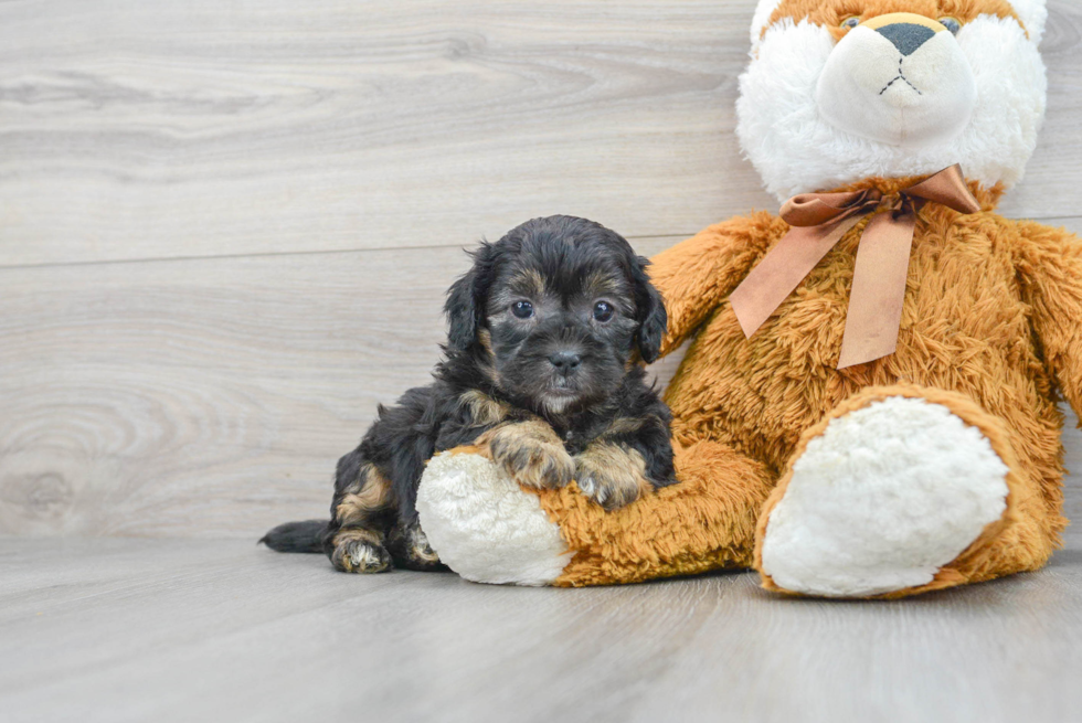 Happy Shih Poo Baby