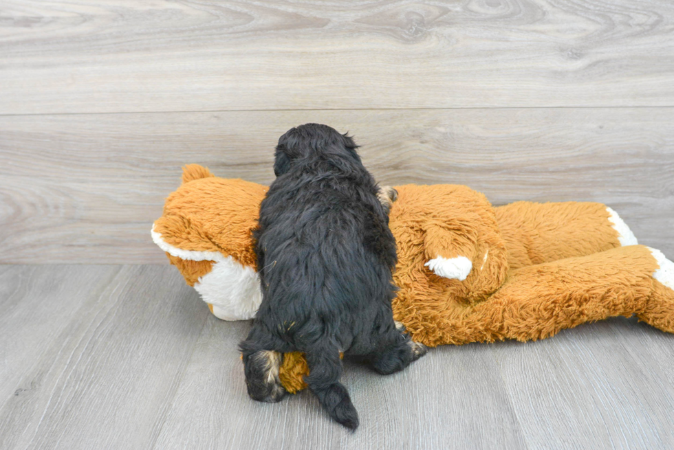 Petite Shih Poo Poodle Mix Pup