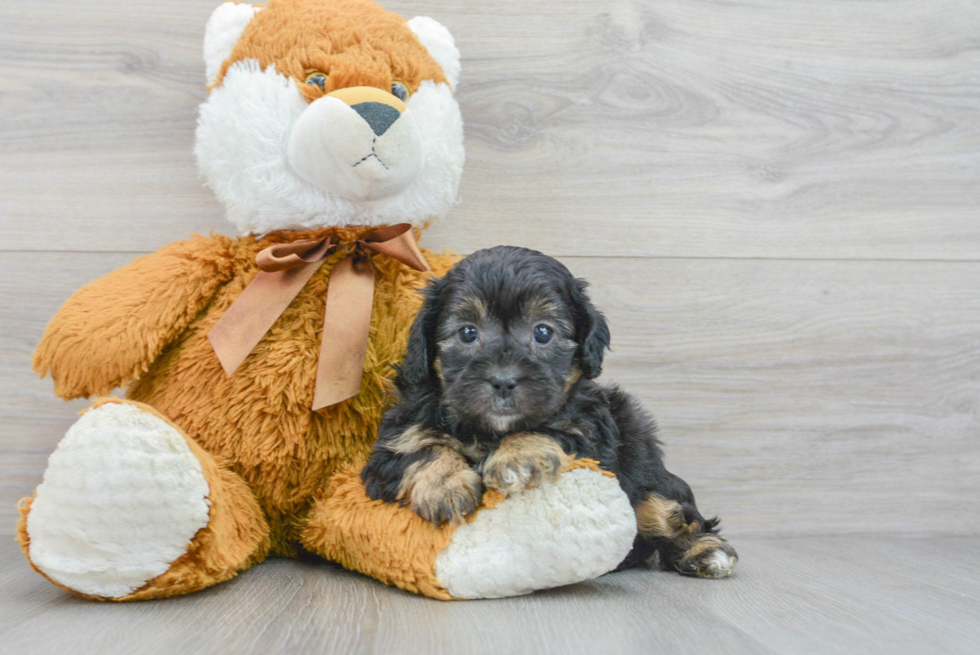 Cute Shih Poo Baby