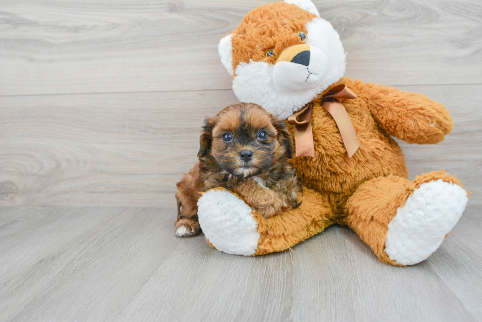 Happy Shih Poo Baby