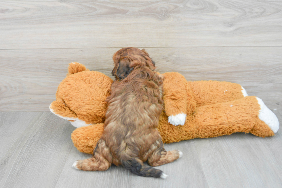 Shih Poo Pup Being Cute