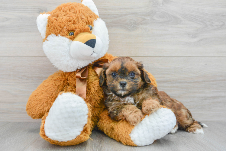 Shih Poo Puppy for Adoption