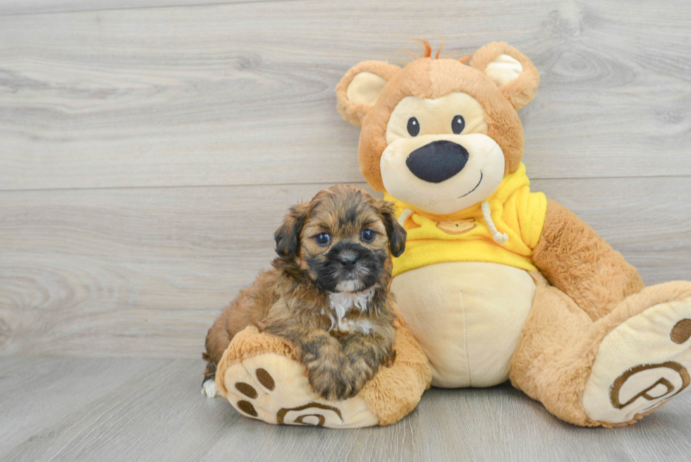 Adorable Shih Poo Poodle Mix Puppy