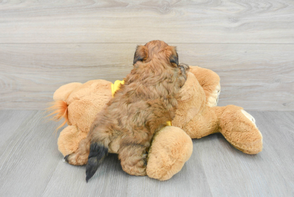 Shih Poo Pup Being Cute