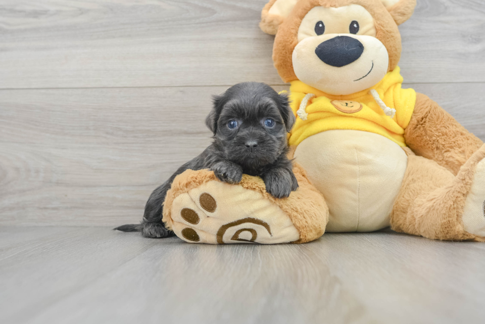 Friendly Shih Poo Baby