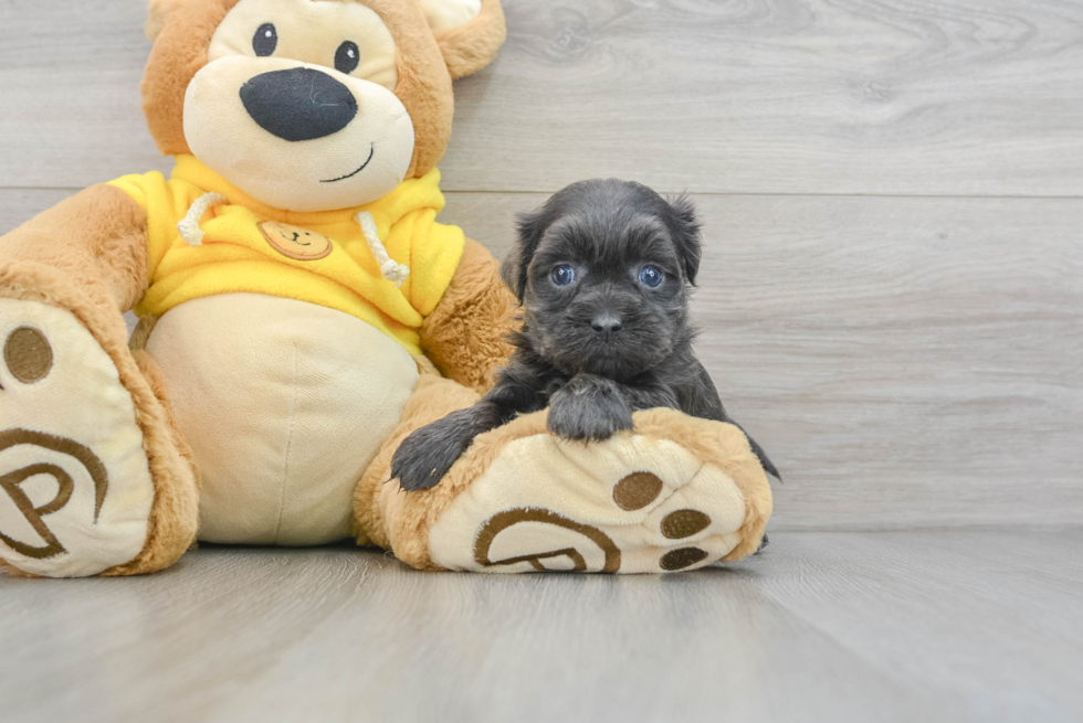 Best Shih Poo Baby