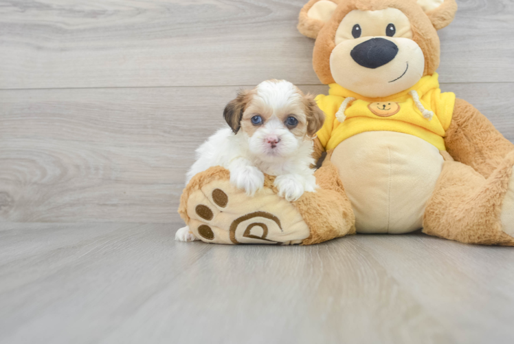 Shih Poo Puppy for Adoption