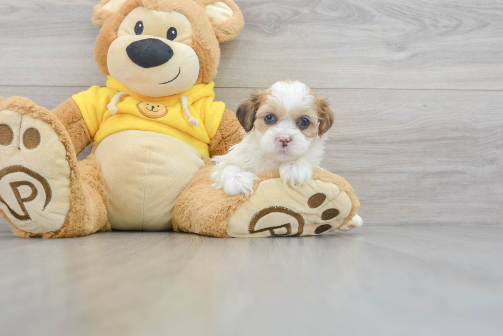 Shih Poo Puppy for Adoption