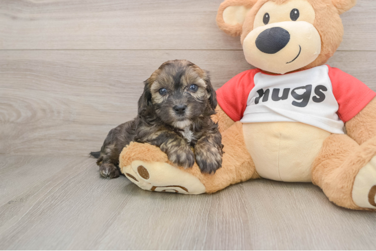 Shih Poo Puppy for Adoption