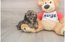 Shih Poo Puppy for Adoption