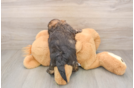 Energetic Shih Poo Poodle Mix Puppy