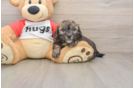 Shih Poo Puppy for Adoption