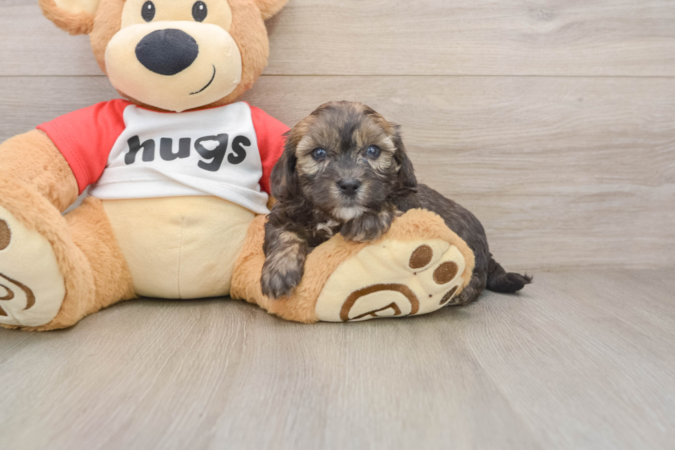 Shih Poo Puppy for Adoption