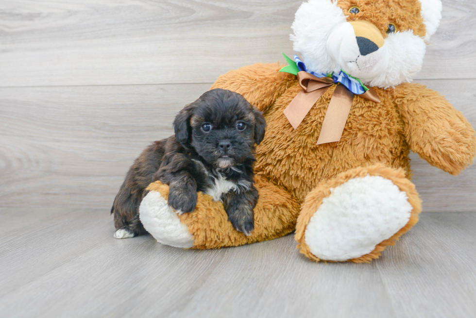 Small Shih Poo Baby