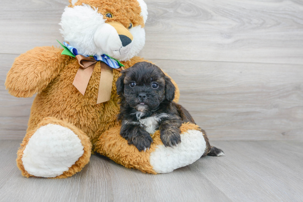 Shih Poo Puppy for Adoption