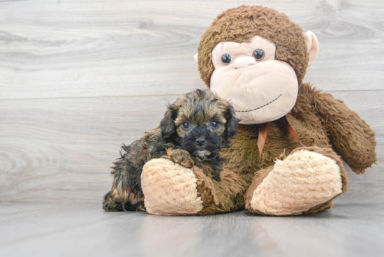 Shih Poo Pup Being Cute