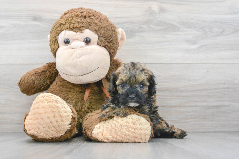 Shih Poo Puppy for Adoption