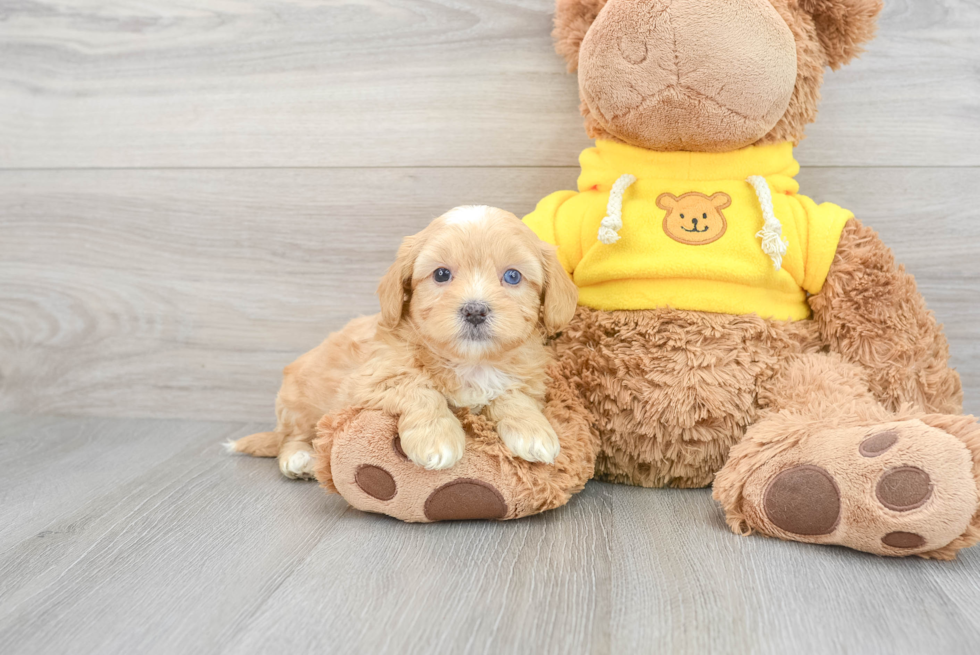 Funny Shih Poo Poodle Mix Pup