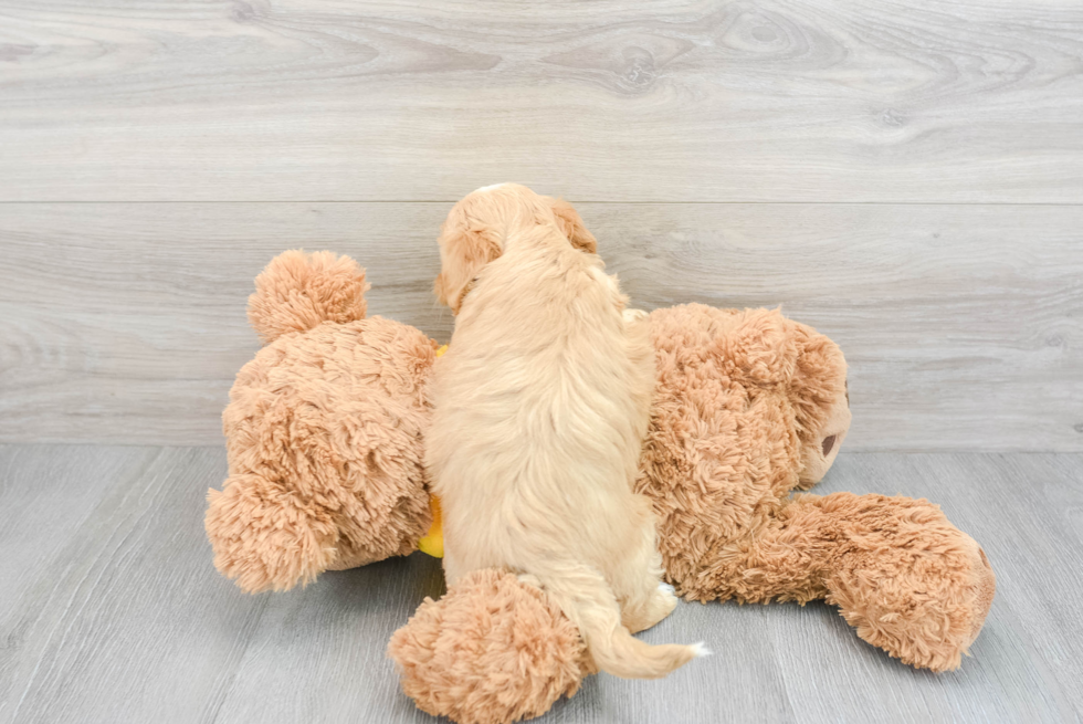 Shih Poo Pup Being Cute